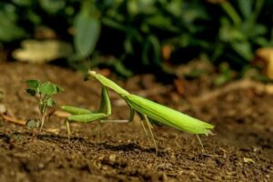 are praying mantises good or bad garden benefits, risks, and facts