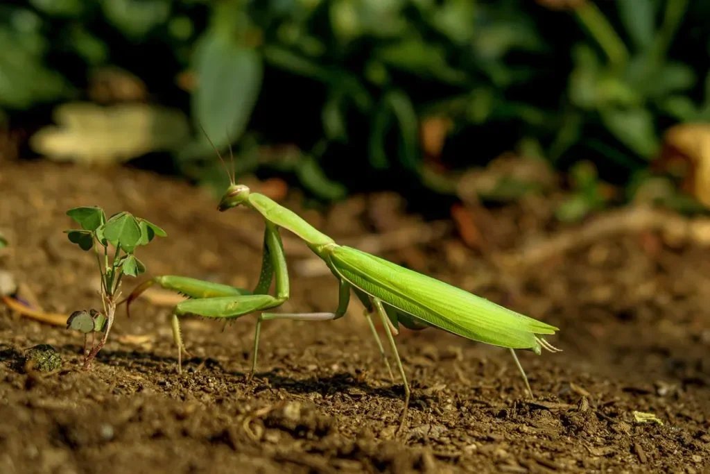 are praying mantises good or bad garden benefits, risks, and facts
