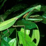 Where Do Praying Mantises Live? Habitat, Gardens, Eggs, and Seasonal Behavior