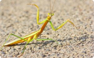 why do praying mantises raise their arms meaning, behavior, and body language