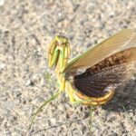 Why Do Praying Mantises Raise Their Arms? Meaning, Behavior, and Body Language