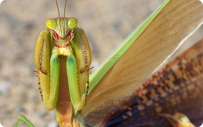 why do praying mantises raise their arms meaning, behavior, and body language