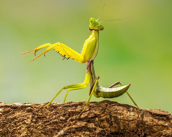 why do praying mantises raise their arms meaning, behavior, and body language