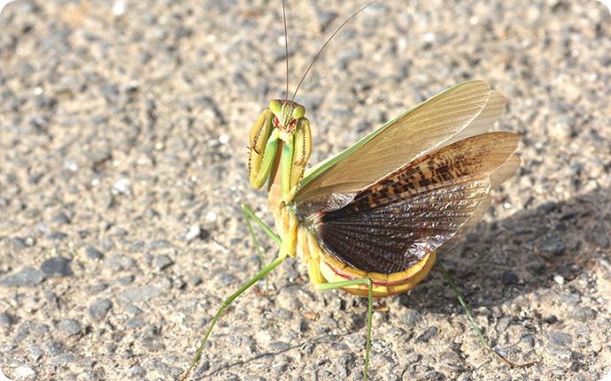 why do praying mantises raise their arms meaning, behavior, and body language