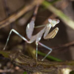 Why Do Praying Mantises Raise Their Arms? Behavior, Defense, and Hunting Explained