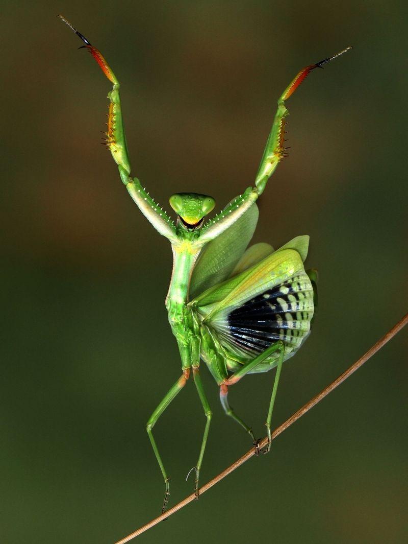 why do praying mantises raise their arms behavior, defense, and hunting explained