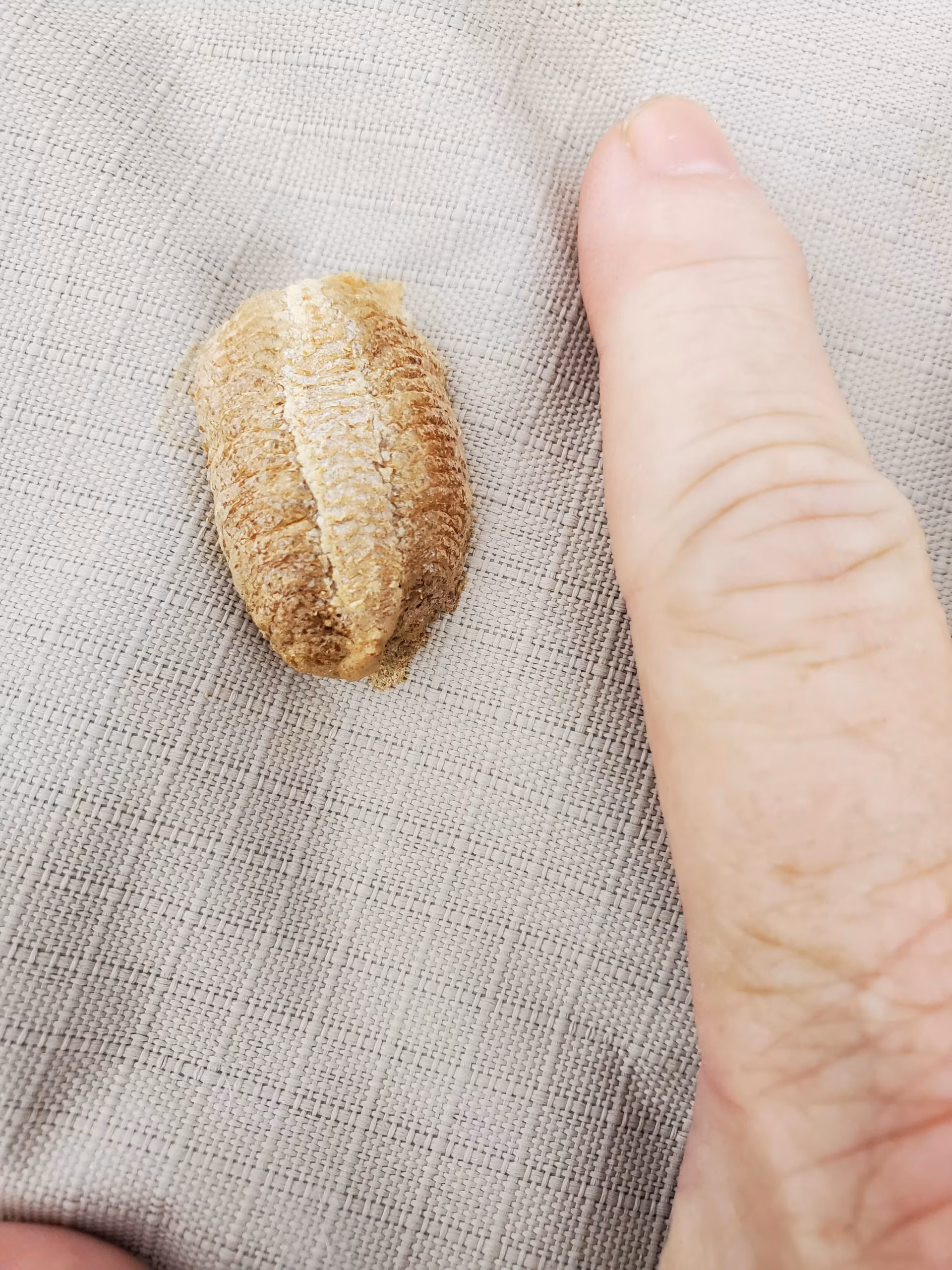 can you move a praying mantis egg case can you move a praying mantis egg case