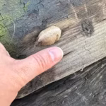 Can You Move a Praying Mantis Egg Case?