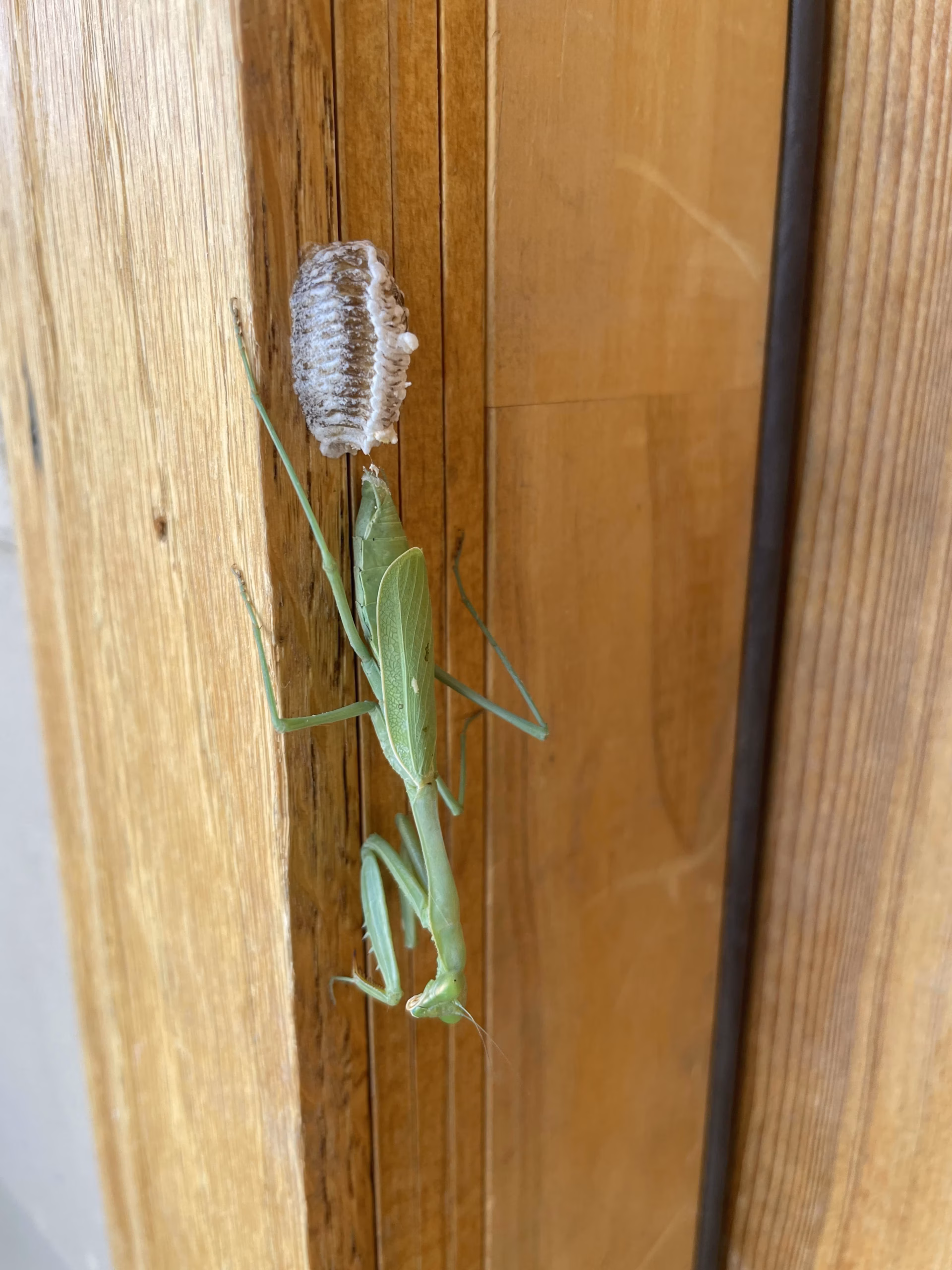 can you move a praying mantis egg case can you move a praying mantis egg case