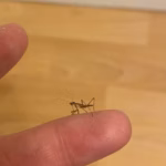 What to Do With Baby Praying Mantises Indoors
