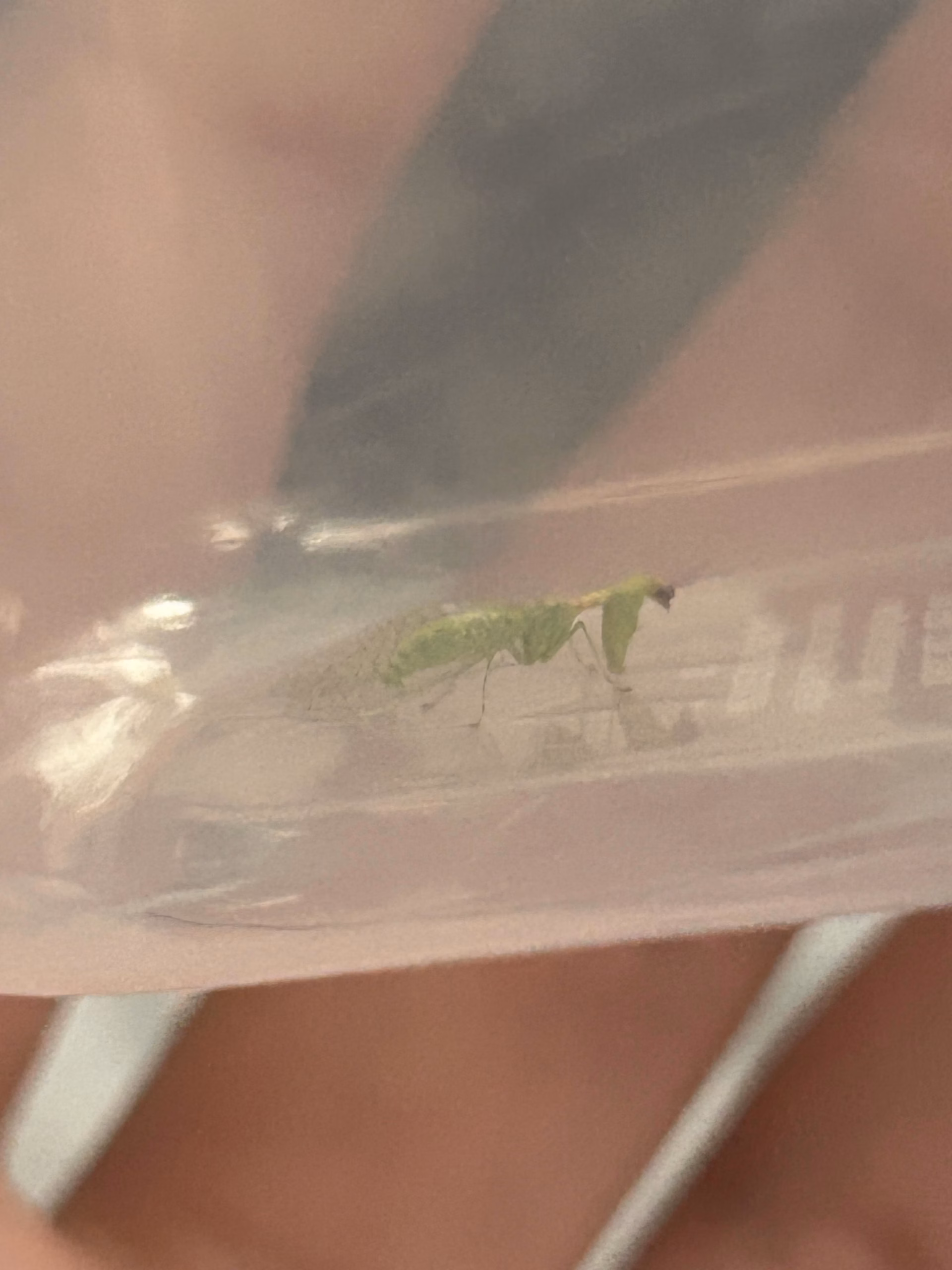 what to do with baby praying mantises indoors safe steps after hatchin