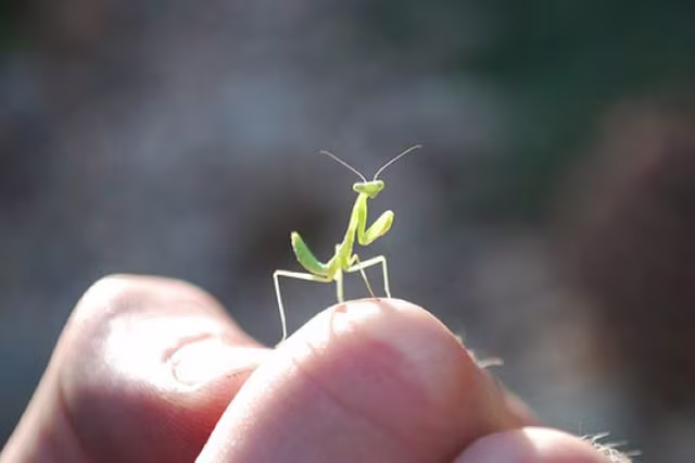 what to do with baby praying mantises indoors safe steps after hatching