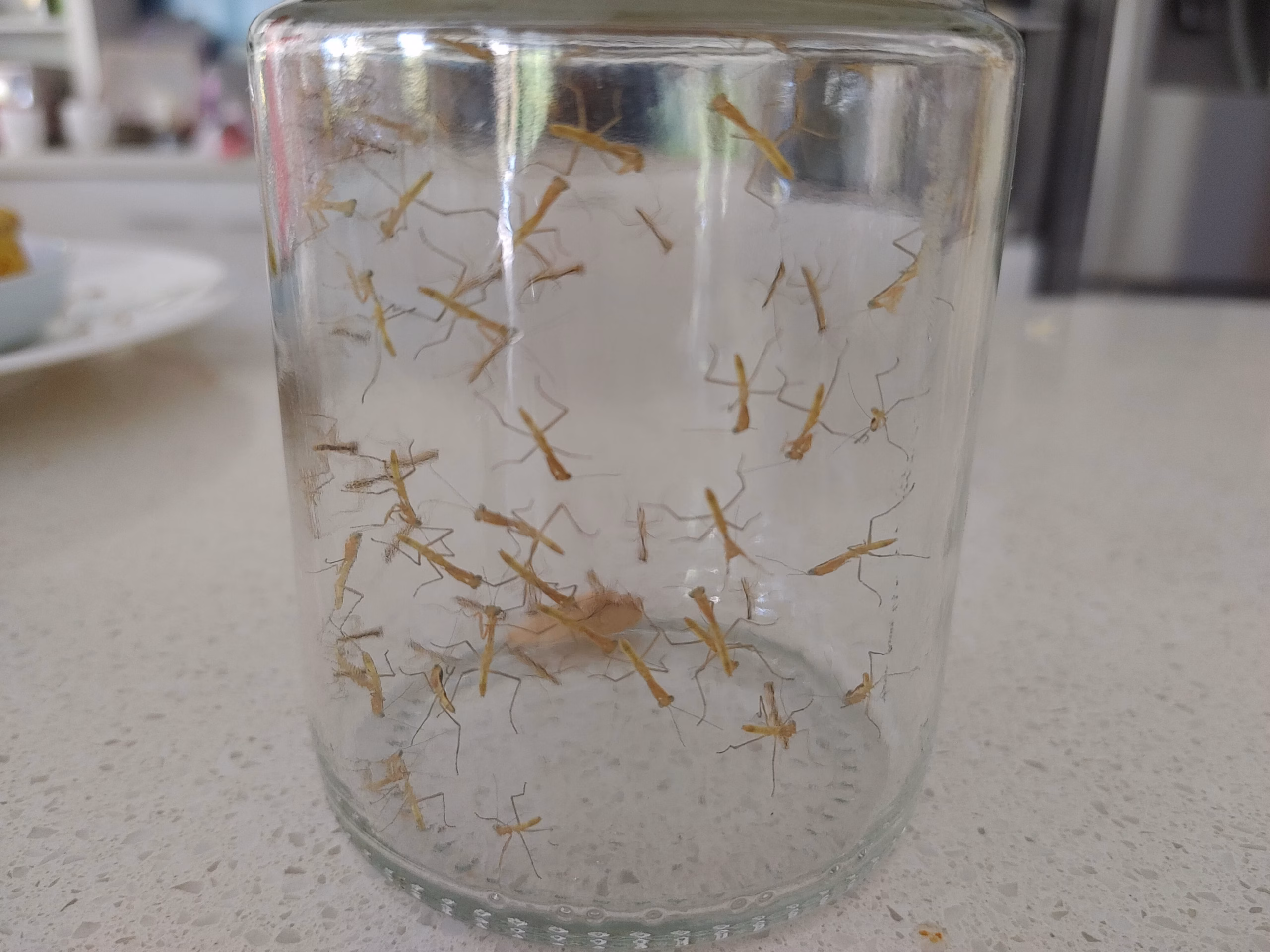 what to do with baby praying mantises indoors safe steps