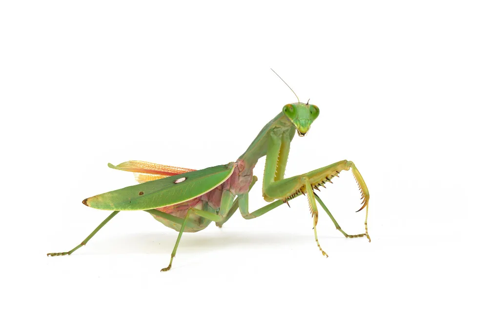 adult female carolina mantis with short wings ending before the tip of the abdomen