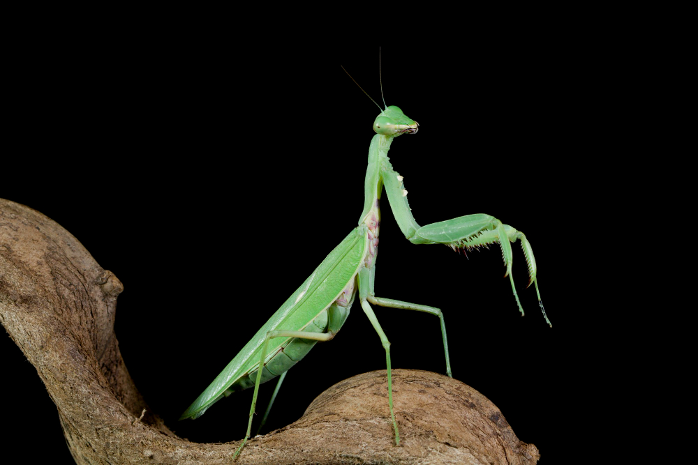 brown praying mantis green stripe forewing edge