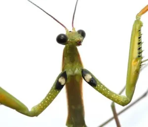 european mantis identification marks