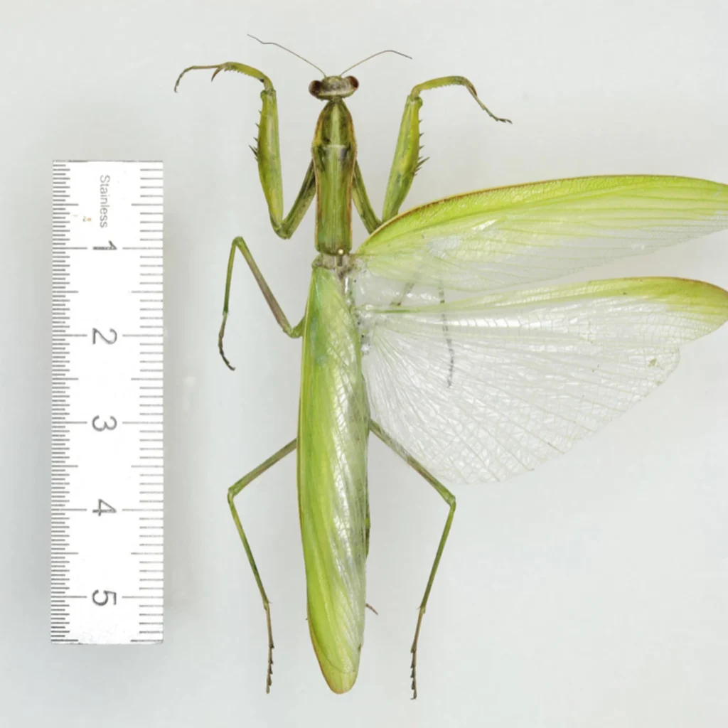 european mantis showing the dark identification mark on the inner foreleg coxa