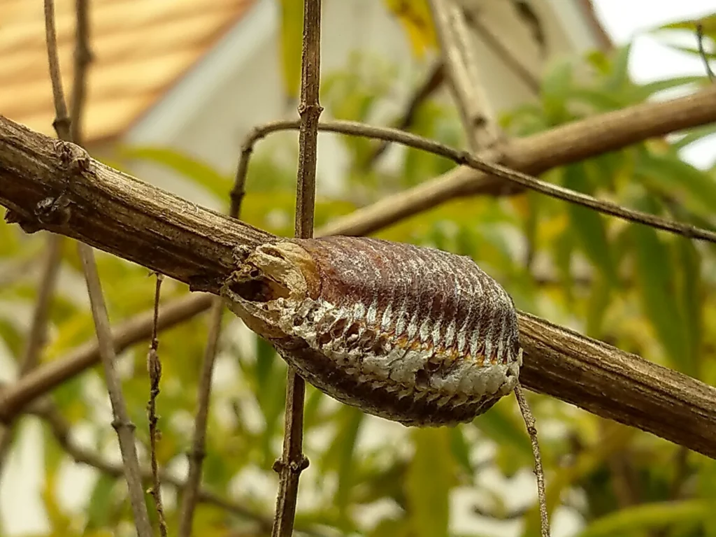 mantis ootheca vs spider egg sac comparison (1)