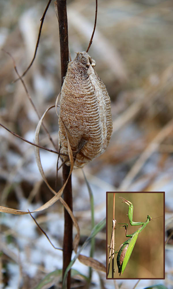 mantis ootheca vs spider egg sac comparison (1)