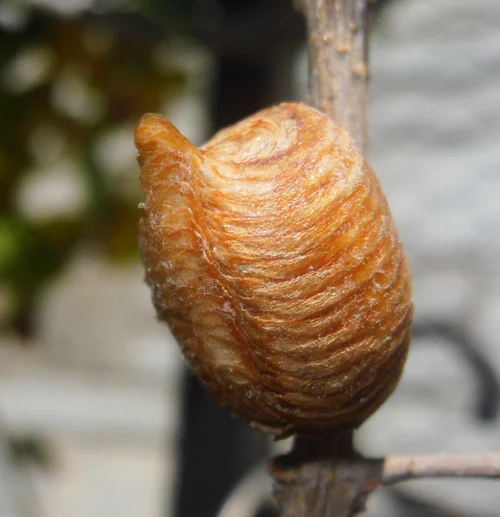 mantis ootheca vs spider egg sac comparison (2)