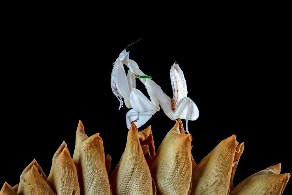 praying mantis incomplete metamorphosis