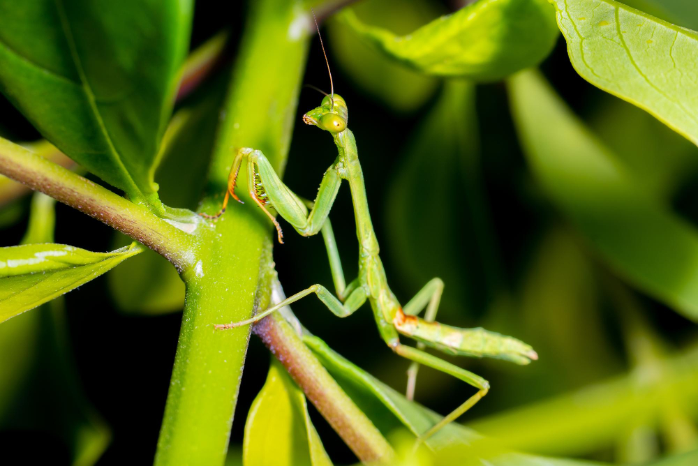 praying mantis with green stripe on wing