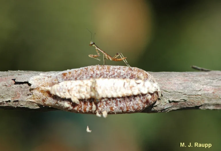 tiny mantises coming out of brown case (1) (1)